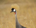 Crowned Crane, Maasai Mara Kenya