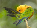 Sun Parakeet, Captive Iguacu Falls area Brazil