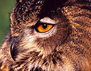 Captive Eagle Owl Portrait