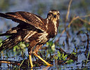 Immature Black-collared Hawk in flood area Pantanal Brazil