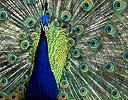 Displaying Male Peacock