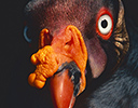 Head Portrait of King Vulture, Costa Rica
