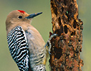Gila Woodpecker, Arizona